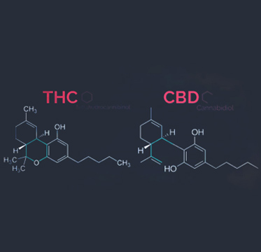 What's the Difference Between Cannabis (THC) and CBD? | 3WIN Corp